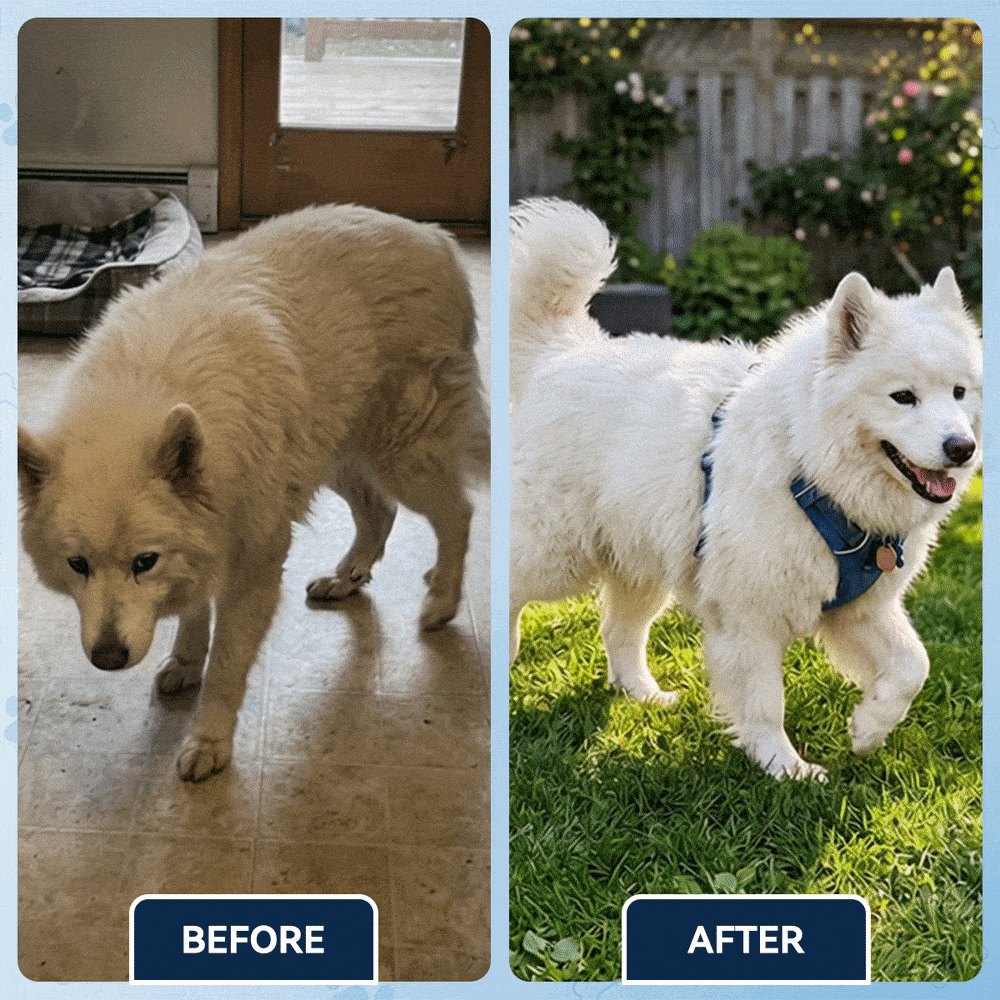 Advanced Hip & Joint Care Chews – dog joint supplement for mobility