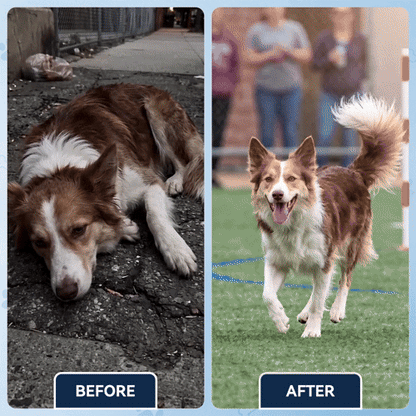 Advanced Hip & Joint Care Chews – dog joint supplement for mobility