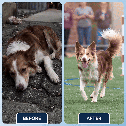 Advanced Hip & Joint Support Soft Chews✅️Fast Relief for Stiff Joints✅️90-DayGuarantee💎TikTok VIP Offer-Save 59% Today