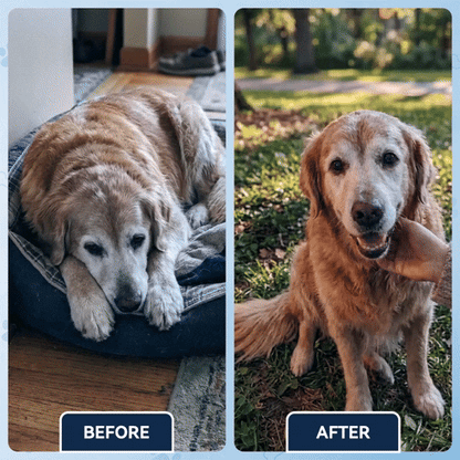 Advanced Hip & Joint Care Chews – dog joint supplement for mobility