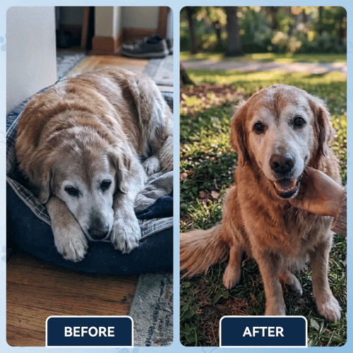 Advanced Hip & Joint Support Soft Chews✅️Fast Relief for Stiff Joints✅️90-DayGuarantee💎TikTok VIP Offer-Save 59% Today